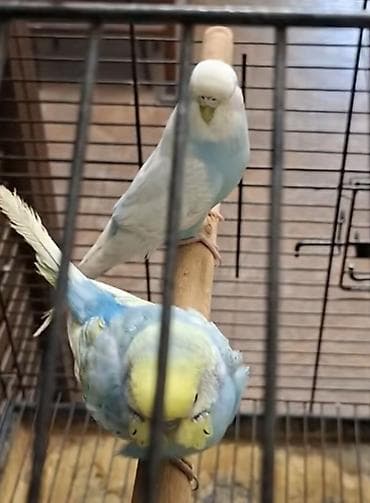 fireng qusu: Arxadaki disi qus satilir. Temiz cexdi. Tam saglam qusdu — 2