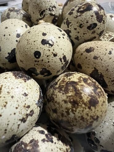 Məhsul: Bildircin yumurtası qiymət:0.15qəpik Maştağadadır mayalıdır lalafo.az -da Məhsul: Bildircin yumurtası qiymət:0.15qəpik Maştağadadır mayalıdır