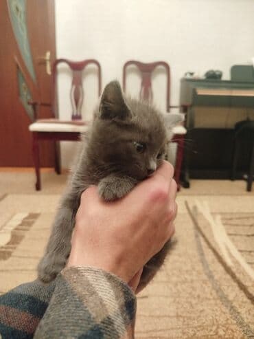 lalafo pişik satışı: Britan, Erkək, Yaxşı əllərə — 3