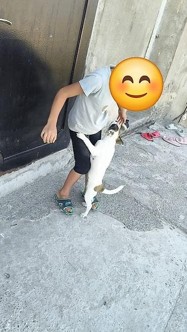 doberman balası: Zvonok, 4 ay, Erkek, Ünvandan götürmə — 1