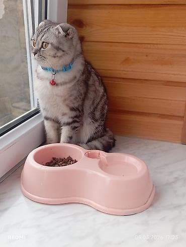 Şotland, Yaxşı əllərə