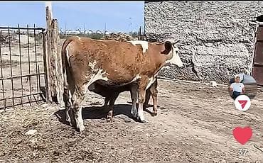 8-10 südü var bala disidi 1 ci qarin dogub sakit heyvandi