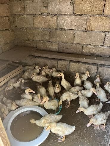 it yemi: 4 manat 50 qepk qiymet qoya bilmedym ücün 4 yazmisam 1 ay lıq pekin — 3