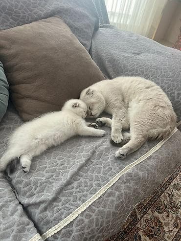 heyvan sahiblendirme: Şokolad rəng keçidlərinə və parlaq mavi gözlərinə malik, qısa tüklü — 4