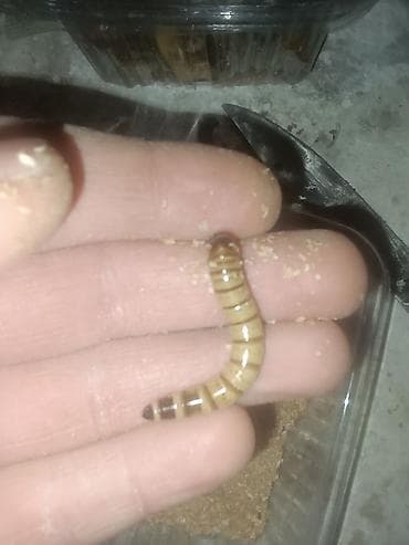 heyvan döşəyi: Canlı yem – Zophobas morio (super qurd) larvaları0.10 qepikbiri - — 3