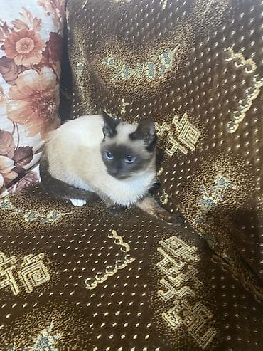 balaca itler satisi: Siam — 5