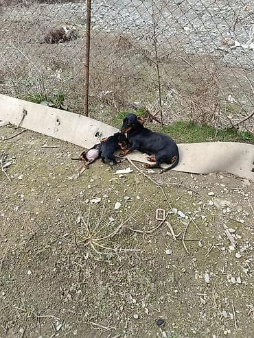 disi at: 2 ay, Dişi — 2