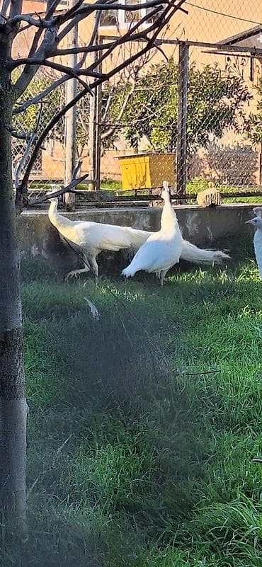 bakida it satislari: Ağ tovuz quşları – dekorativ quşlar - Növ: Pavo cristatus (ağ rəng — 2