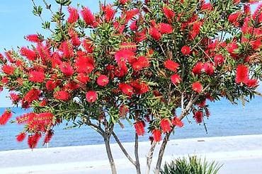 Çöl bitkiləri: Visderia satışı 🌿 Kalistamon satışı 🌺 Ətirli Jasmin satışı 🌸 Bağ — 4