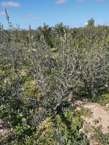 meyve agaci: Məhsul: Zeytun ağacı tingləri Təsvir: - Fidanlıqda yetişdirilmiş — 4