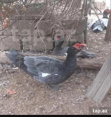 ordek: Şəkildəki ördəklərin yumurtasi satilir
Təzə və mayali yumurtalardi — 2