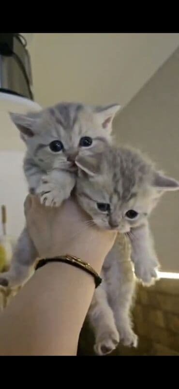 sort pişik: Ağ balaca pişik balası – mavi gözlü, tükləri yumşaq və sıx. Üzündə və — 9