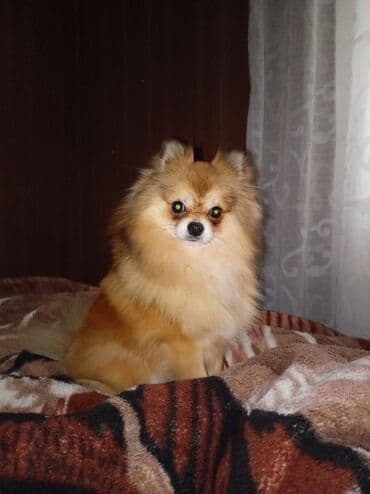 шпиц в баку: Шпиц, 1 год, Самец, Платная доставка, Самовывоз — 2