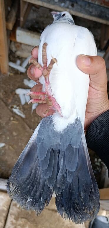 göyercin yuvası: 18 tük şeyka çəp erkək dəstə göy quyruq. Çılpaq ayaq uzun oynaq quşdu — 2