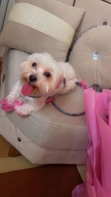 породистые собаки в добрые руки: Malta bolonka, 1 il, Dişi, Peyvəndli, Ünvandan götürmə — 3