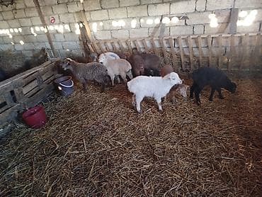 Птицы: Quzu 12 quzudu 11 erkekdi biri 190 azn — 1