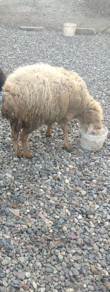 Akvariumlar: Cavan qoyundu qısırdı — 4