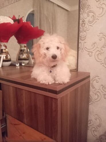 Pudel, 5 ay, Erkek, Peyvəndli, Pulsuz çatdırılma lalafo.az -da Pudel, 5 ay, Erkek, Peyvəndli, Pulsuz çatdırılma