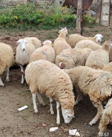 Digər qida məhsulları: Təzə quzu əti – şiş, kabab və gündəlik yeməklər üçün ideal. Təbii — 2