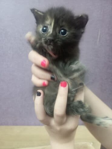 где можно купить котенка: Yaxşı əllərə — 5