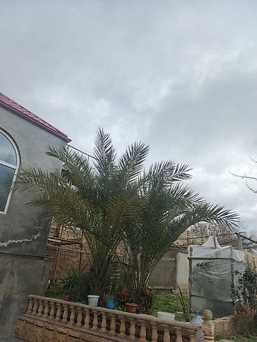 Digər bitkilər: Xurma (xurma xurması) palmaları – dekorativ landşaft ağacı QİYMETİ — 3