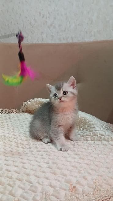 pişiy adları: Britan — 3