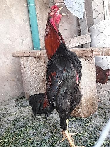 11 Ayliq Xoruz 10 aylıq fərələr başı çıxan adam narahat etsin qiymət — 4