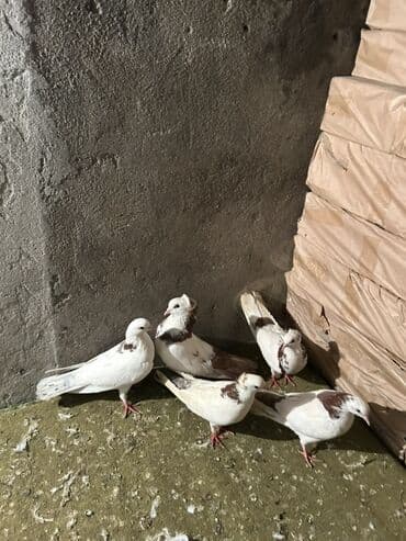 Digər heyvanlar: Məhsul: Poçt/oyun göyərçinləri dəsti - Növ: Göyərçinlər (ağ rəng — 1