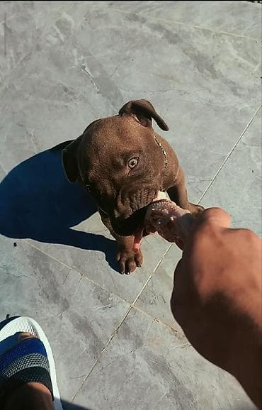 bokser it: Pitbul, 8 ay, Erkek, Ünvandan götürmə — 5
