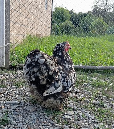 alman kurdu iti: Toyuq, Damazlıq, Ödənişli çatdırılma, Rayonlara çatdırılma — 1