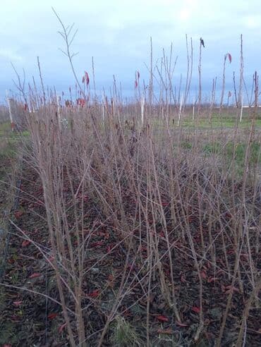 Растения: Məhsul: Meyvə ağacı tingləri (fidanlar) Təsvir: - Peşəkar — 3