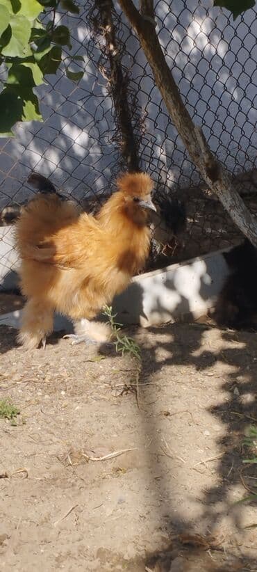 продам собаку доска объявлений: PON POn xoruzu satilir tekce — 8