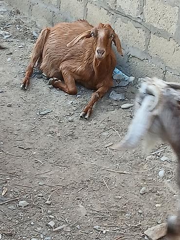 ucuz quslar: Qoyun-keçi sürüsü satılır - Təsvir: Açıq otlaqda saxlanılan qarışıq — 7