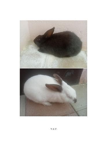 Salam Təcili cüt dovşan satılır dişi və erkəkdir istənilən yerə