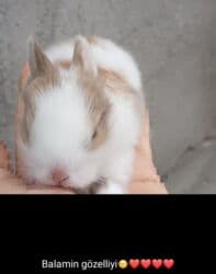 karlik dovşanlar: Satışda balaca dovşanlar - Rənglər: ağ, boz (xallı-boz tonlarda), bir — 7