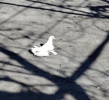 Balıqlar: Dekarativ Göyərçin Satılır Erkəydi oynaq olub olmadığını bilmirəm — 4