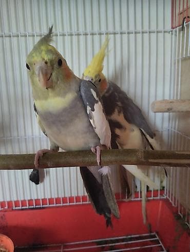 tutuquşlar: Salam Gördüyünüz Çəp Korellalar Tecili Pul lazım olduğu üçün satılır — 3