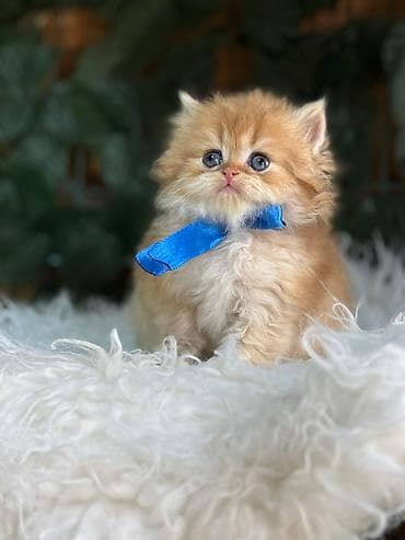 Pişiklər: Qızıl şinşilla — 6