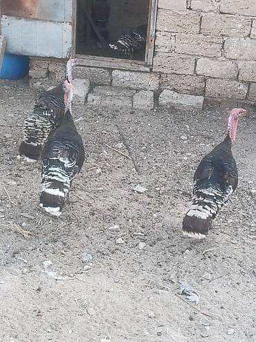 kend çolpası: Salam tam sağalm heyvalınları Di Bronza Cinsi peyvəndəlir vurulub 2 — 1
