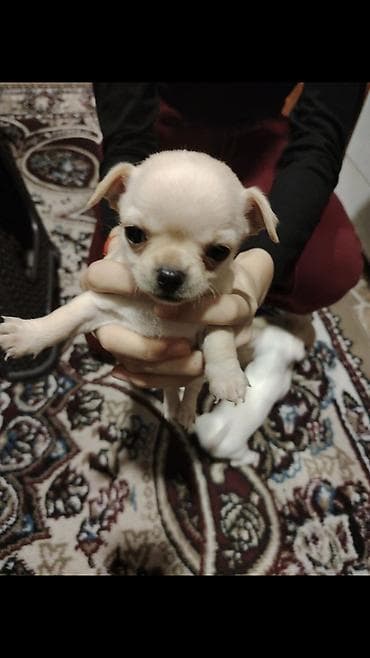 Quşlar: Çixuahua, 1 ay, Dişi, Peyvəndli, Ünvandan götürmə — 4