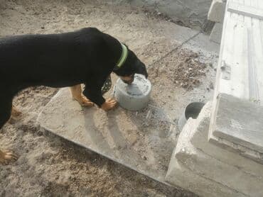 приют для собак баку: 8 месяцев, Самка, Самовывоз — 2