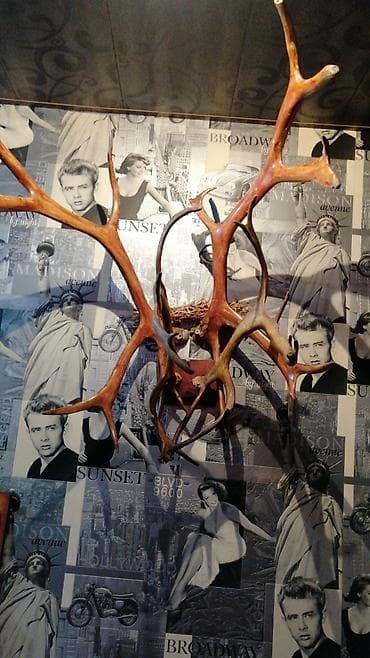 qapi ustu asmalar: Divar bəzəyi üçün nəzərdə tutulmuş buynuzlar. Tebii maral buynuzlar — 6