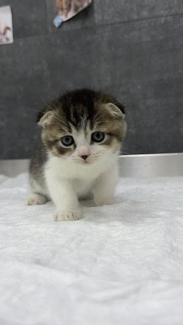 ağ kəklik: Şotland — 2