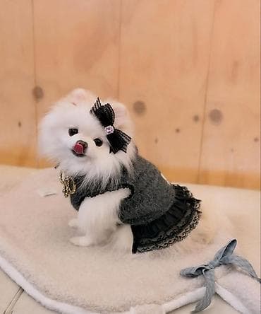 en yaxsi bugda sortu: Şpitz, 3 ay, Sənədli — 1