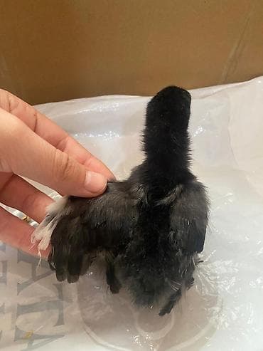 xarkov cuceler: Toyuq cücələri, Damazlıq — 9