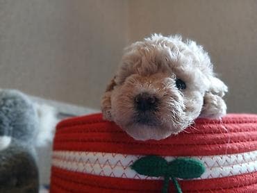 it heyvan: Pudel, 2 ay, Dişi — 4