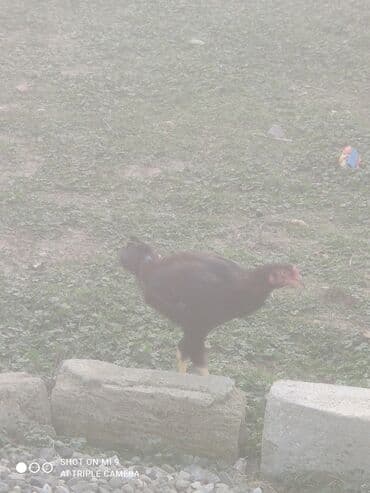 Гуси: Heyratı erkek dişi cütü 50azn — 6