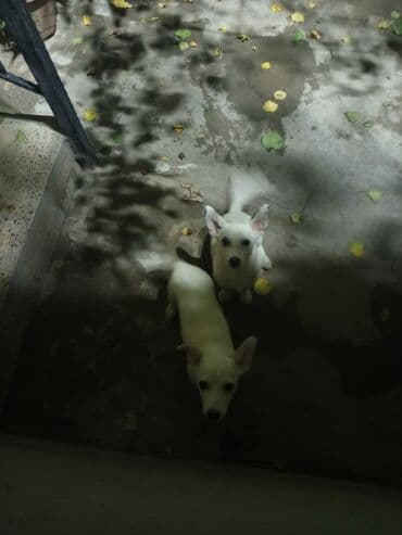 baskervillerin iti: Ağ rəngli iki balaca it – qısa tüklü, dik qulaqlı, zərif bədən — 3