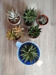 Artırması 1 azn. Müxtəlif sukulentlər artırması. - Növ