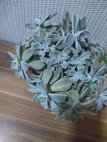 dibcək gulleri: Sukulent gülü. Artırilması çox asandır. (Echeveria/Graptopetalum — 3